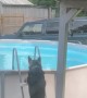 German Shepherd Learned How to Get into Pool
