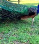 Beautiful Peacock Honks, Calls and Displays Feathers