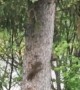 Squirrels Playing Tag Around a Tree
