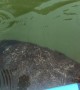 Manatee Happily Greets Guide on Morning Tour