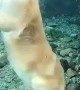 Golden Retriever\'s flawless sea lion impression