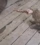 Raccoon Nabs Yummy Leftovers from Cat