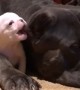 Big dog babysits tiny puppy and it\'s way too cute