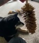 Positively Huge Pinecone