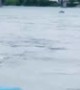 Humpback Whale spotted swimming in the St. Laurent River in Montreal