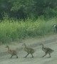 Family of Geese Brighten Morning Commute