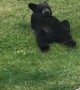 Family of Bears Lounge around in Backyard
