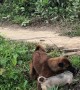 Dog Helps Younger Brother Out of the River