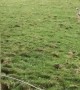 Australian Shepherd Shows Off Her Hops