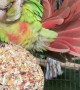 Rio the Cinnamon Conure Massages His Head with Tail Feather
