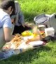 Squirrel Steals from a Picnic