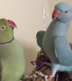 Meet Fabio and Gabriel, the incredible talking parakeet brothers