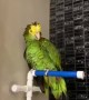 This parrot sings in the shower just like we do!~ 