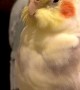 Opera Singing Cockatiel