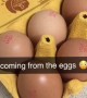 Store Bought Egg Has a Hidden Surprise