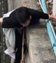 Stray Cat Rescued From River