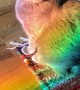 Cat Relaxes in a Rainbow