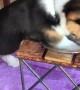 Corgi Makes a Mess Playing in Water Bowl
