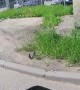 Rider Escorts Ducklings to Safety