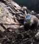 Mexican Red Knee Tarantula Molting Time-Lapse