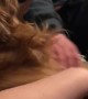 Golden Retriever Barks for Belly Rubs