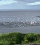 Gannets Diving for Herring Hit the Water With a Thud