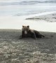 Bear Itching on the Beach