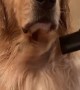 Glamorous Golden Retriever gets ready for the red carpet