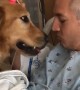 Loyal dogs protecting and caring for their owners