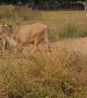 Baby Donkey Helps Herd Cattle in Cape York