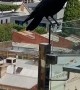 Man Befriends Wild Raven