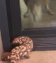 Dog Goes Crazy When Spotting Gila Monster