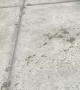 Happy French Bulldog Zooms around Poolside