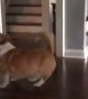 Corgi Boops Balloon to Keep It off the Ground