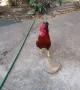 Chicken Defends Its Favorite Rock