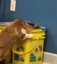 Corgi Caught in the Kitty Litter