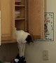 Cat Plays with Cutlery from the Cupboard