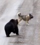 Bear decides to play game of catch with playful dog