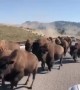 Bison Stampede at Yellowstone