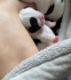 Baby sleeping with puppies is your daily dose of cuteness