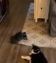 Smart Kitty Knows When to Stop