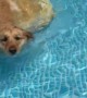 Custom Made Pool Ramp for Golden Retriever