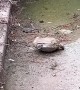 Woman Saves Upside Down Turtle