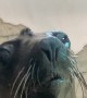 Sea Lion Smile