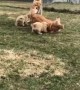 Overly excited Golden Retriever nearly rolls over one of her pups