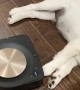 Tired Puppy Stays Put While Robot Vacuums Around It