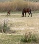 Wild Colt Has Zoomies in Nevada