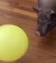 Pig Pounces on Balloon