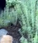 Excited Pooch Pulls Owner Through Bushes