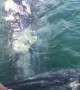 Whale Raises Calf to Boat